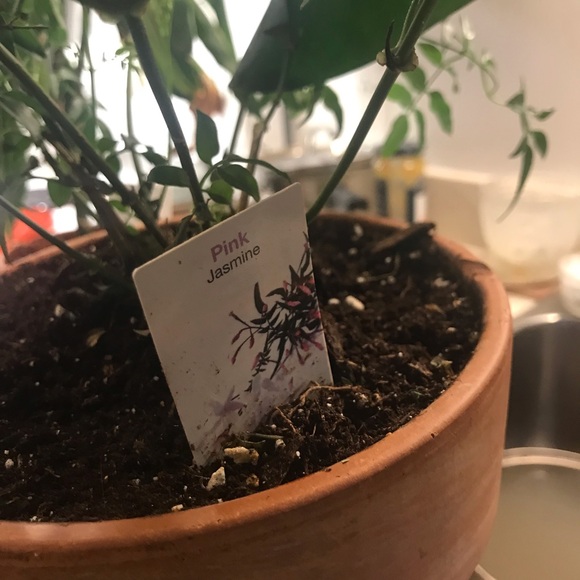 Common Jasmine - Picture 8 of 10